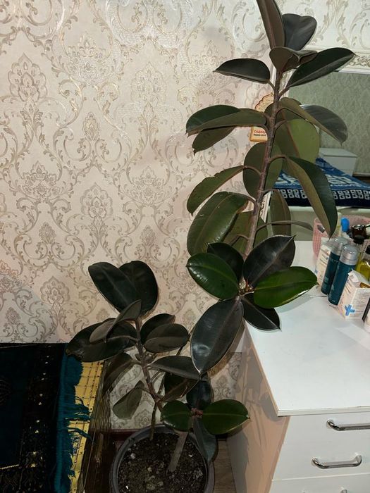 Домашние цветы очень красивые