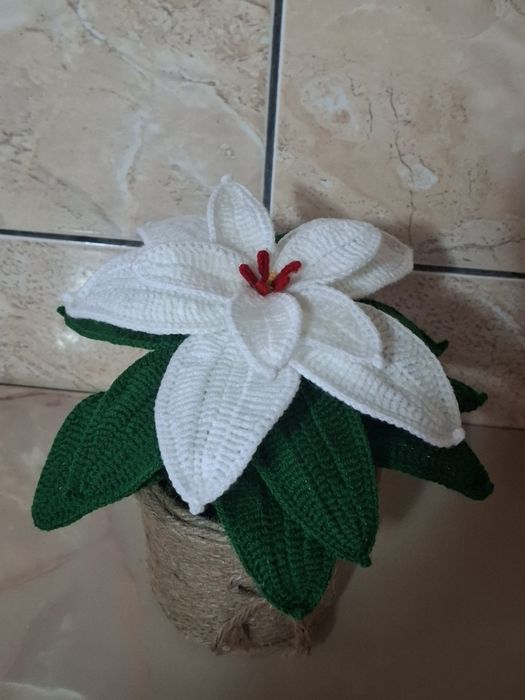 Craciunita crosetata