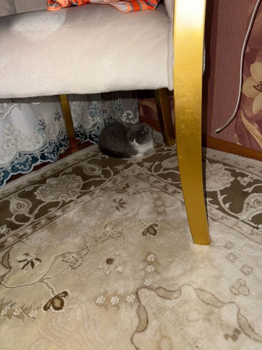 кошка очен сладко кошка