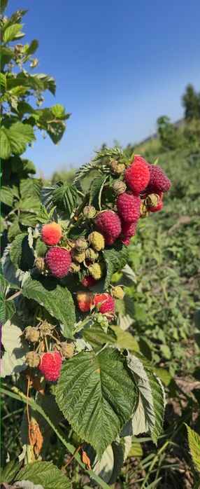 2 lei x100 buc zmeur remontant.delniwa si soi polonez