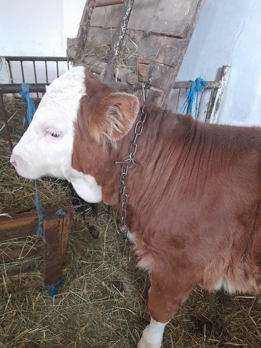 Vitea baltata intarcata