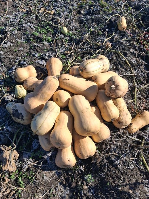 Продавам Тиква Матилда