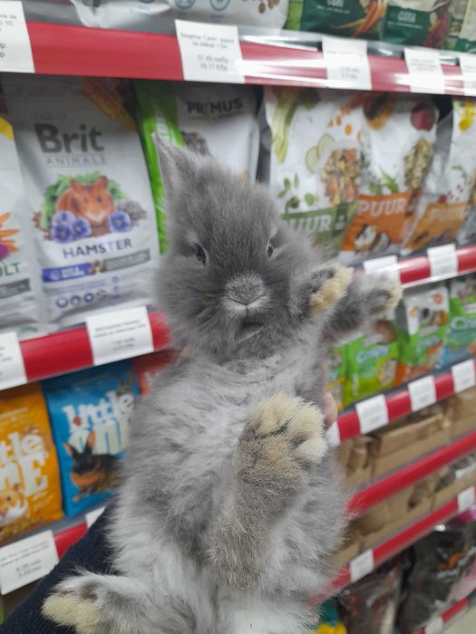 Декоративно мини зайче Холандско джудже