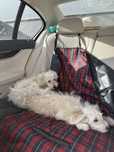 Ofer spre adoptie pui catel/catelusi