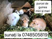 Donez porcușori de Guineea