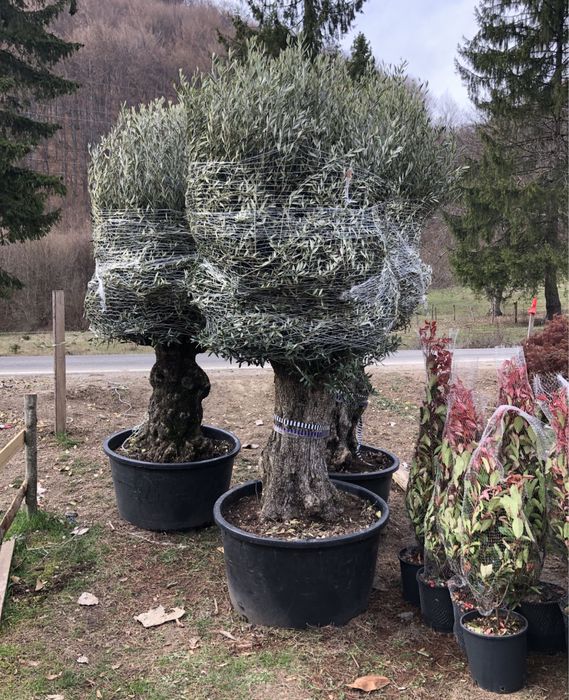 Vand plante ornamentale de orice specie si dimensiune pret minjm