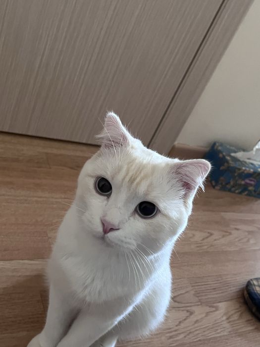 Отдам кота в добрые руки