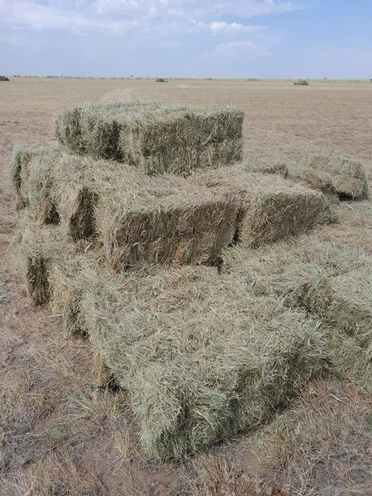 Продам сено в тюках. ЖЕТНЯК. Разнотравие.