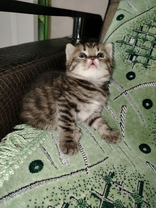 Продаются породистые котята