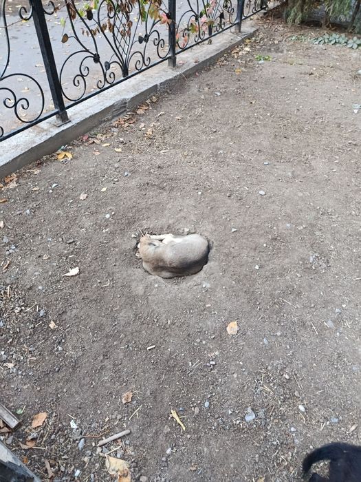 Отдам щенят в добрые руки