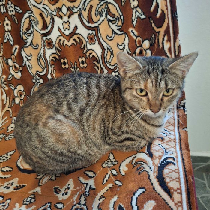 Pisicuta pentru adoptie