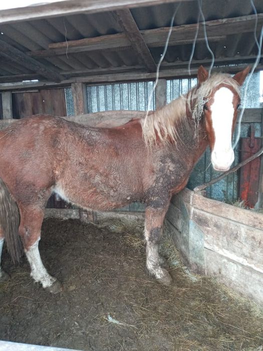 Продам лошадь двухлетки