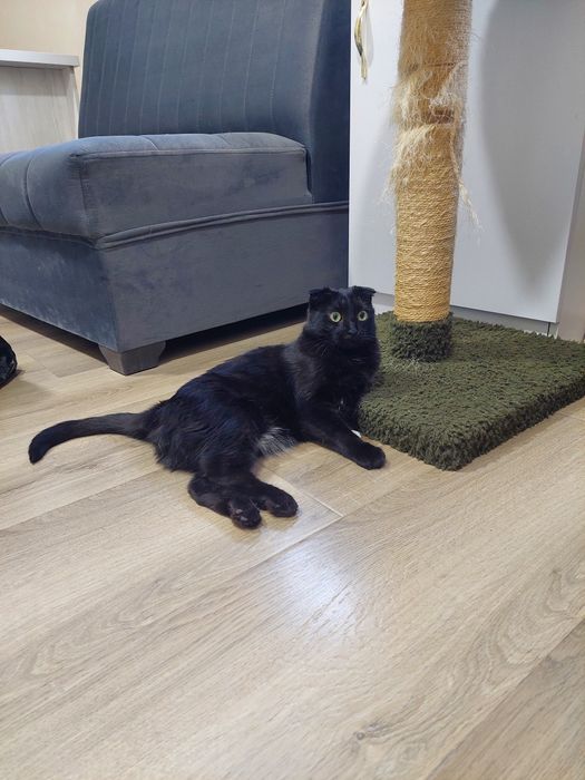 Кошка кастрированная скоттиш фолд