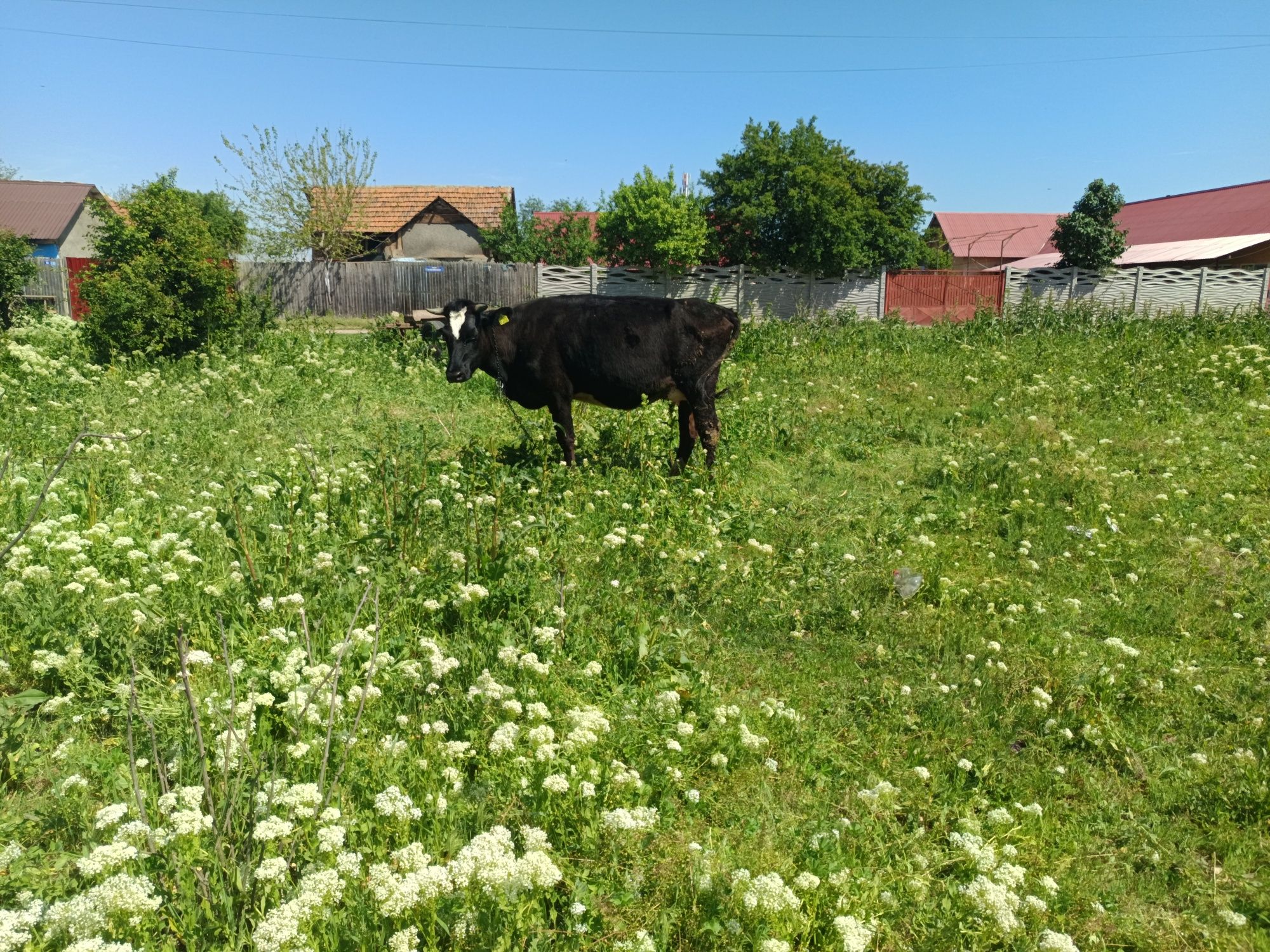 Vând vacă cu vițel de 6 luni