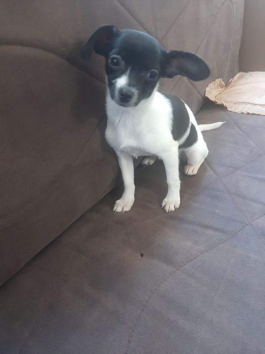 Чихуахуа момиченце