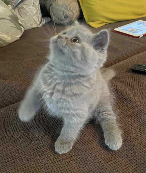 Британски котенца