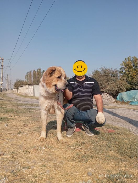 Alabay it sotiladi zoti toza narsa