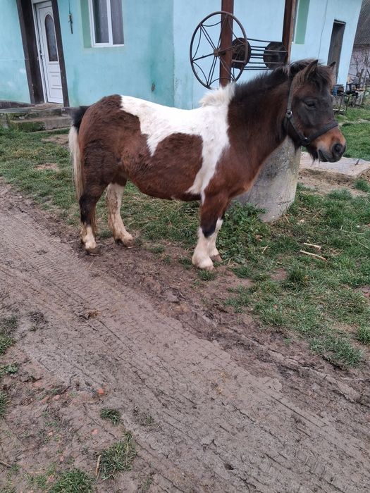 Vând poneita  gestanta