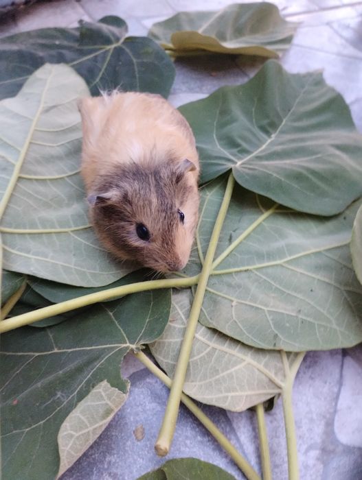 Чифтове Кемани,Серами, Копринки.Яйца за люпене.Зайчета и морски свинче
