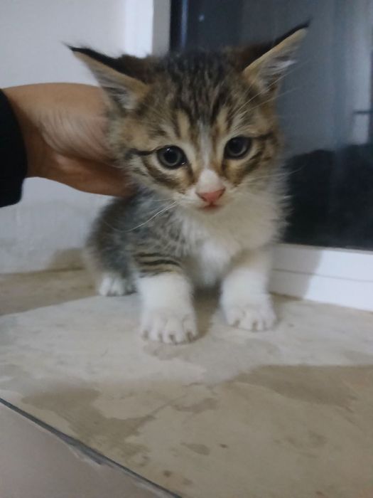 Отдам котят только добрый руки