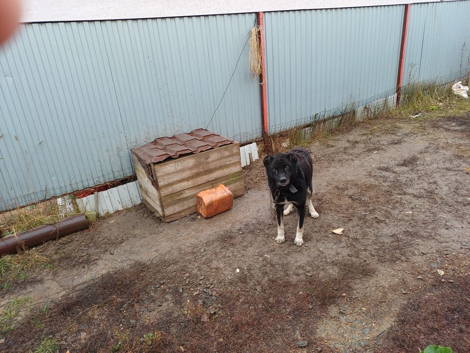 Отдам даром собаку в связи с переездом