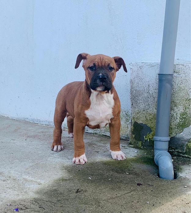 Mascul   amstaff