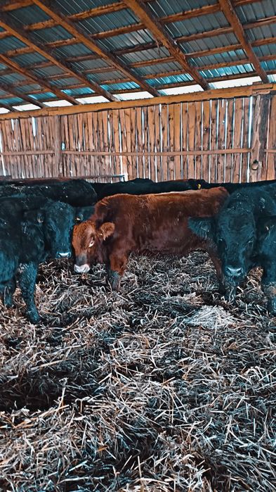 Vând vitei de angus