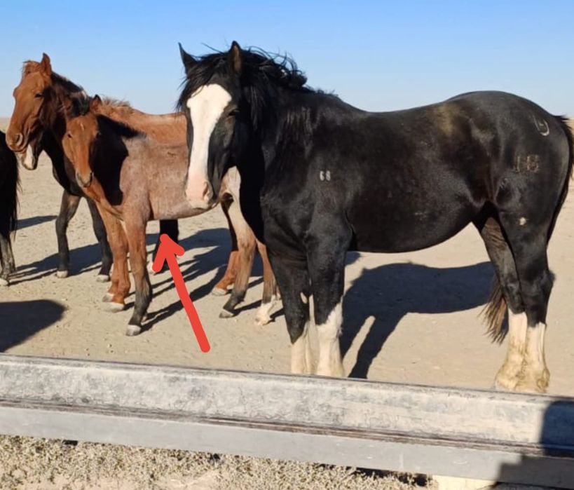 Владимирский Тяжеловоз айғырдың еркек жабағысын айырбастаймын