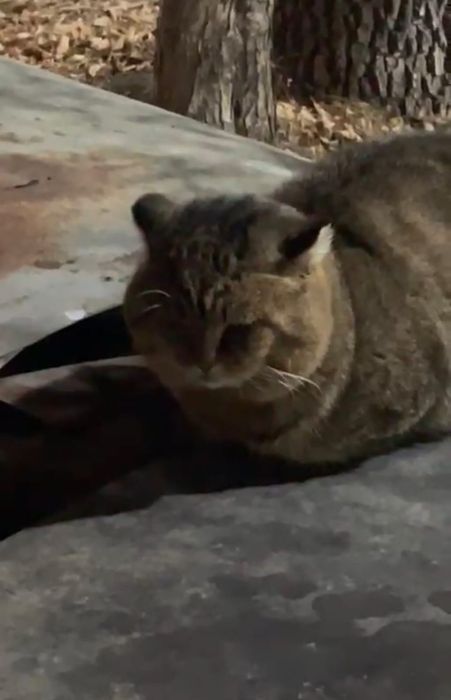 Котик-медвежонок только в любящий дом