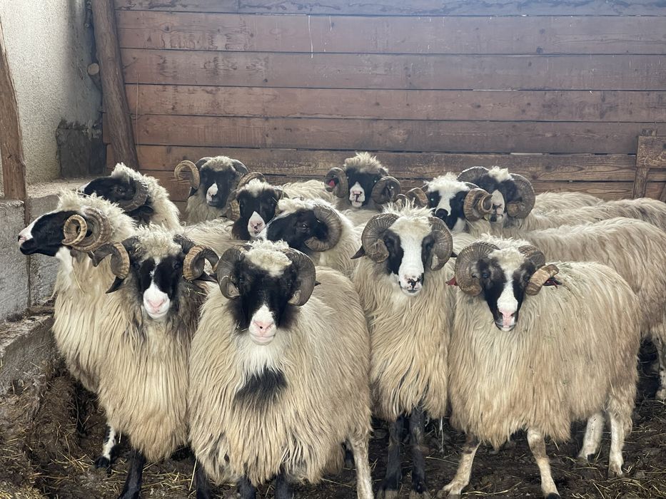 Berbeci Miori de vanzare