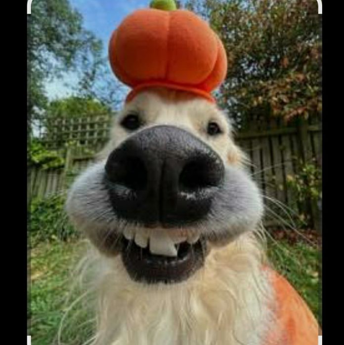 Plimb câini/pisici fericiți – nu cazez, doar scot la distracție!