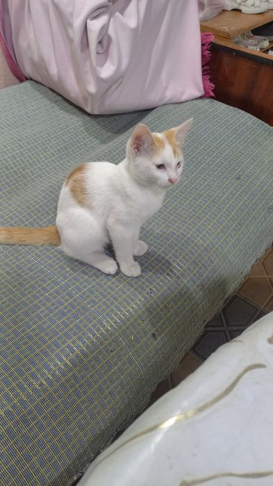 Котята 3 месяца!!!