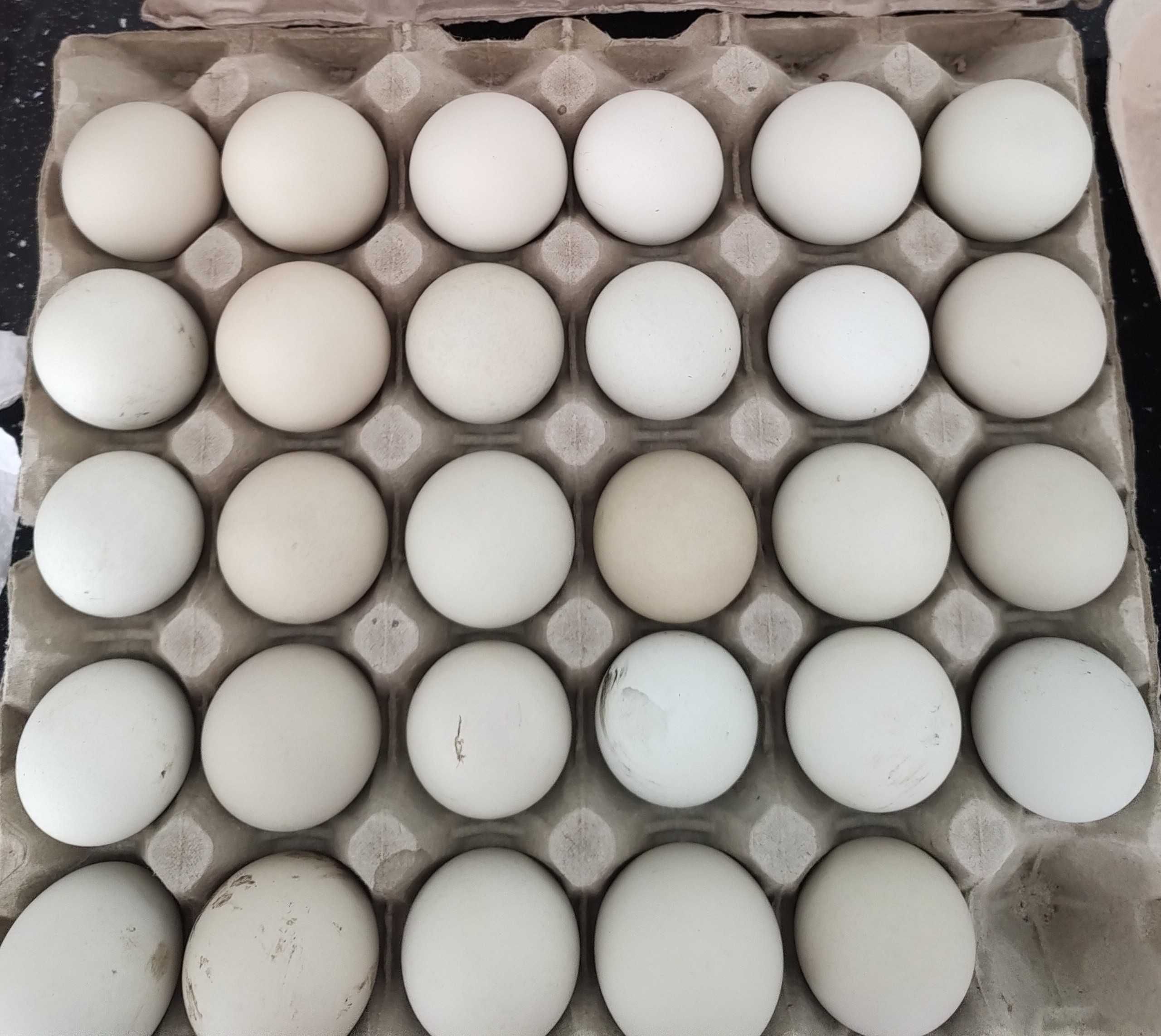 Oua verzi de găină
