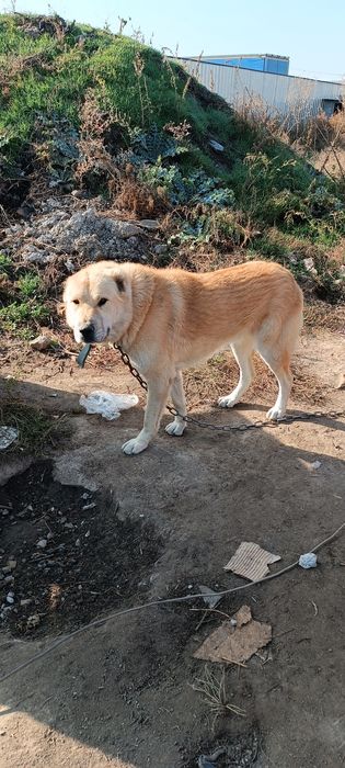 Продам или обмен на курей