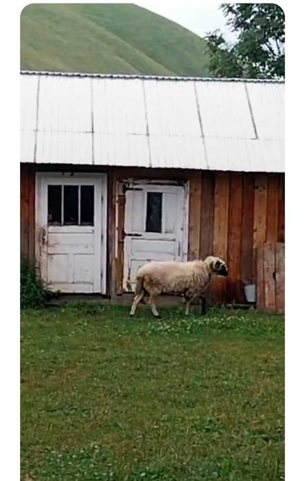 stră mior proveniență Hunedoara din oile lui Petrișor pârău