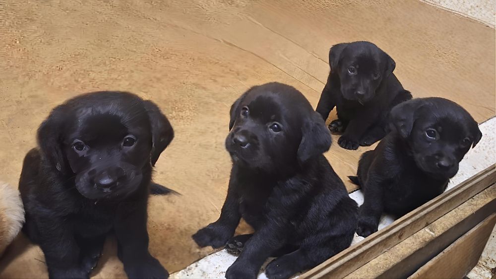 Sunt fetita labrador