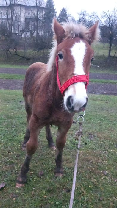 Mânz de vânzare de 4 luni