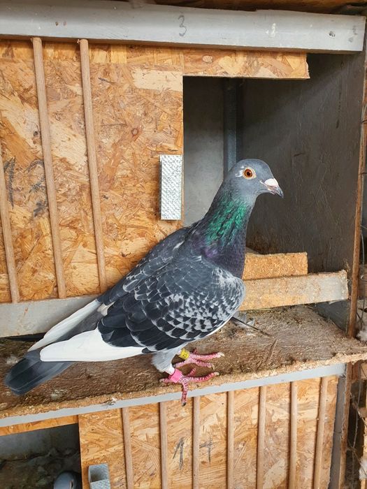 Porumbei fond maraton