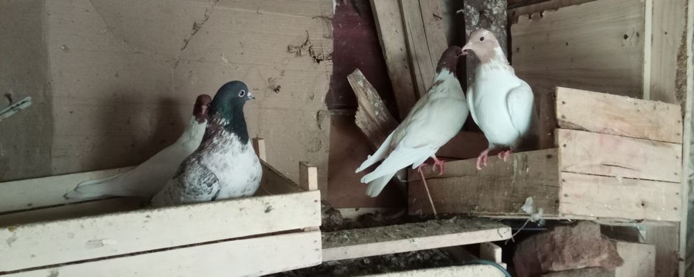 Продам голубей кого интересует звоните по ватсапу номер будет указан