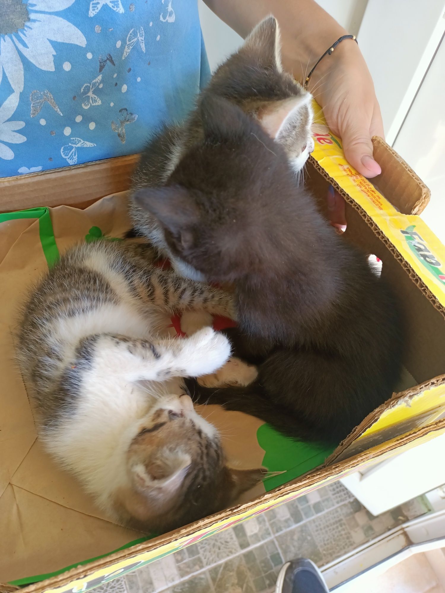 Pisici spre adopție
