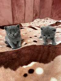 Motănel și pisicuța British Shorthair căutăm căsuța iubitoare