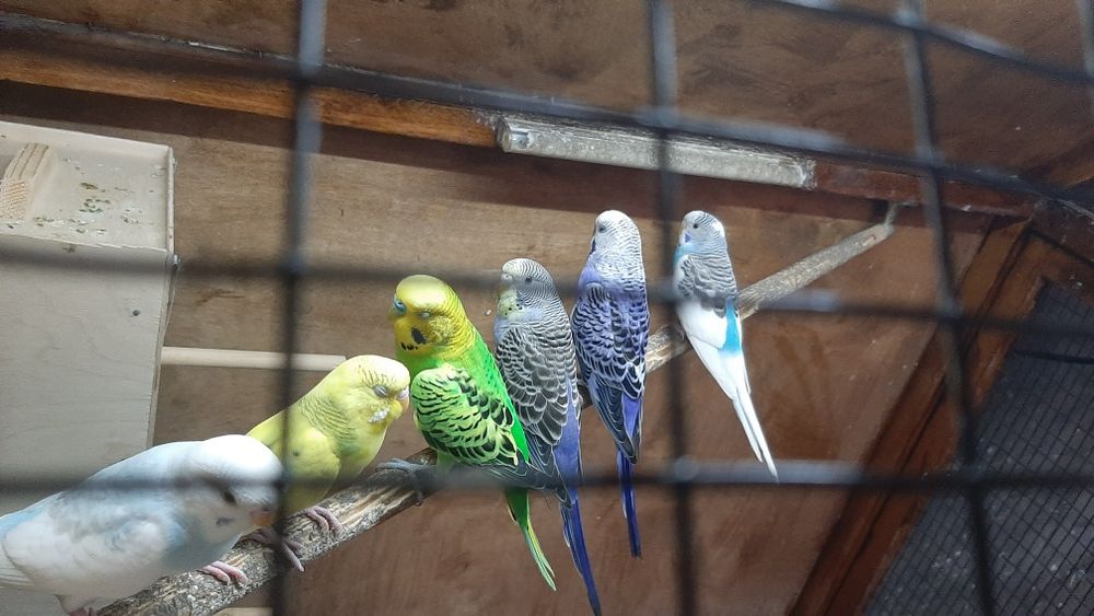 Totiqushlar sotiladi. Turi:Volnisti