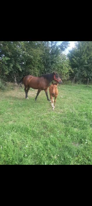 Iapa cu manz de vânzare