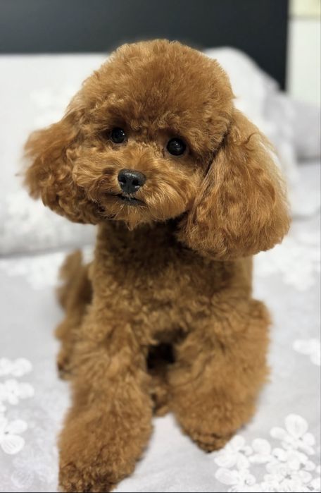 Pudel mini toy si toy