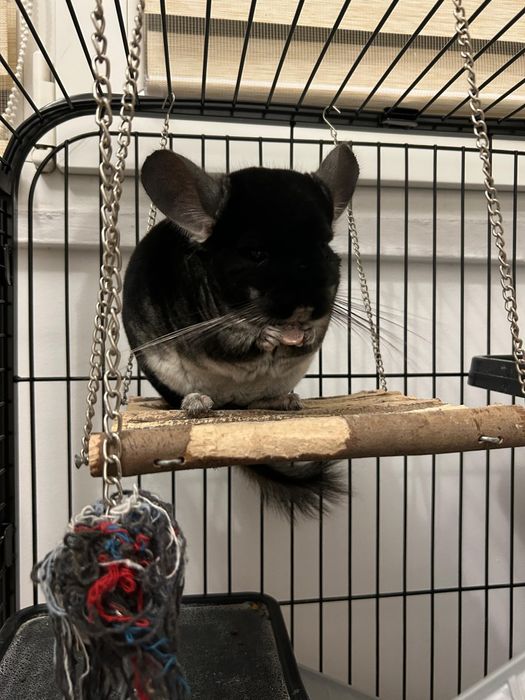 Chinchilla cu casuta si accesorii