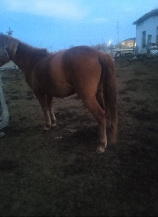 Байтал сатылады семіз