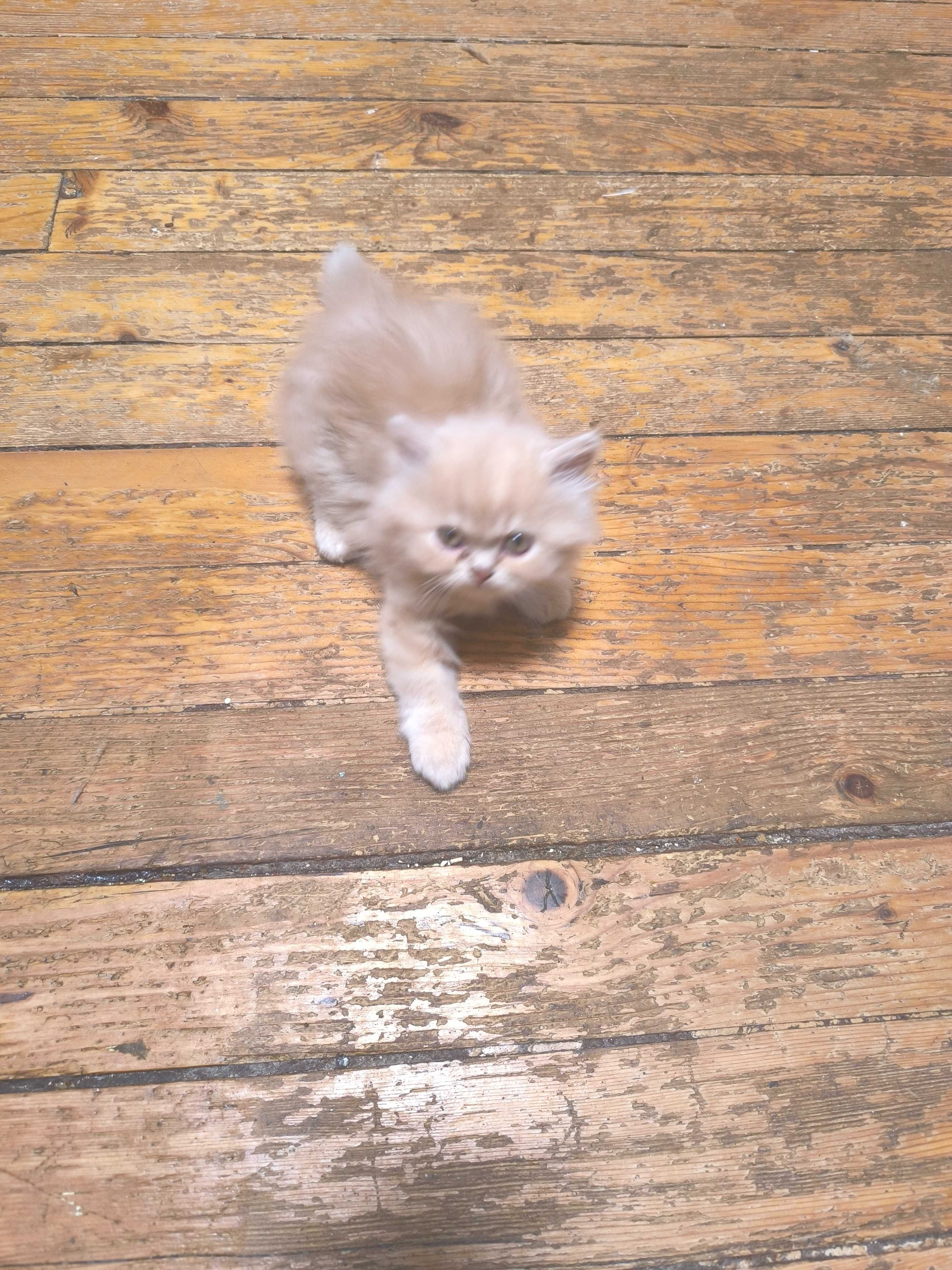 Персийски котета