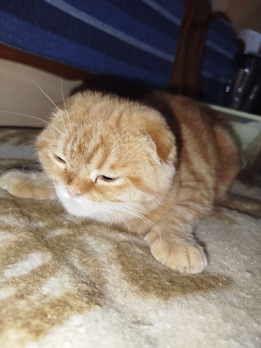 Кот выбирает в себе хозяина