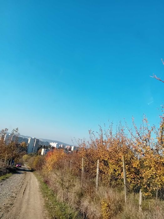 Grădină cu cabană