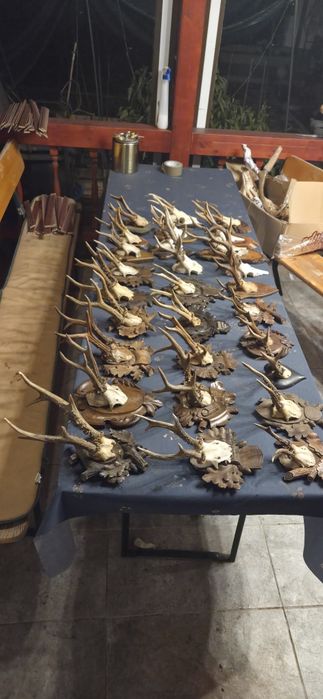 Vand trofee de cerb lopatar,carpatin,caprior,capra neagra. Vezi 8 poze